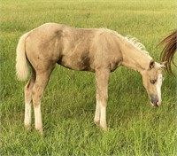 AQHA and APHA HCG X FJM Legacy Echo FILLY