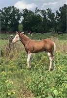 2021 AQHA and APHA HCG x Annanuthathang COLT