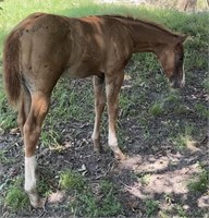 2021 AQHA and APHA HCGxEl Sans Little Sassy FILLY