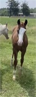 2021 AQHA and APHA HCG x SS Kit Dually Chic COLT