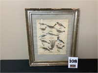 “Bird Study” Framed Print