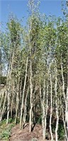 Trees (view 4/Aspen)