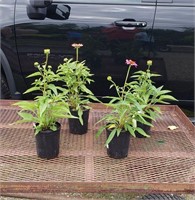 4 Perennial Purple Coneflowers