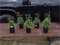 6 Perennial Red Dwarf Coneflowers