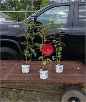 3 Perennial Hardy Red Cranberry Hibiscus Flowers