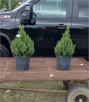 2 Dwarf Alberta Spruce Trees