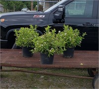 3 Variegated Gold and Green Weigela Plants