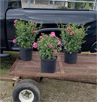 3 Double Red Rose of Sharon Plants