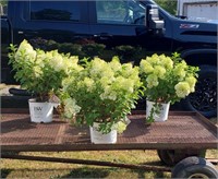 3 White Bobo Sun Hydrangea Plants