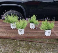4 Perennial Fragrant Blue Lavender Plants