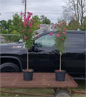 2 Double Red Rose of Sharon Trees