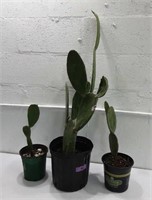 3 Cactus Plants T14B