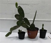 3 Cactus Plants T14A