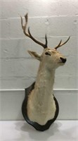 Deer Buck Mounted Taxidermy K12A