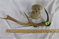 Ooopik & Antler Decor