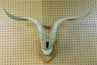 Taxidermy Horns Mounted on Oak Plaque.