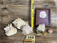 Sea Shells & Trinkets
