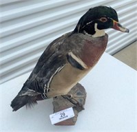 Taxidermied Male Wood Duck