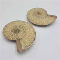 4" Cut & Polished Ammonite Fossil