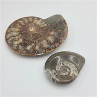 2 Ammonite Fossils