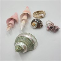 Carved Conches & Shell Lot