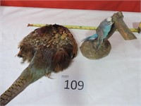 Pheasant Pelt & Bird Taxidermy