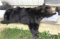 Bear Skin Rug 48x60 - Damage