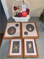 SHELLS IN BASKET AND SHADOW BOXES