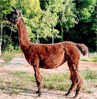 Summers End Online Llama Auction