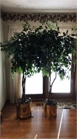 Decorative Interior Trees (6 ft tall approx) w/