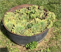 Cast iron cauldron pot/planter with cactus - very