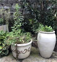 Pair of Heavy Planters with Plants