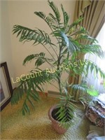 large real fern type plant