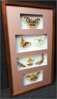 (8) Framed Moths