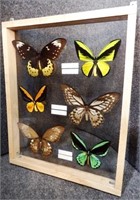 (6) Framed  Tropical Orinthoptera Butterflies