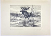 Lloyd Harting  Pencil Drawing  "Moose in Wetland