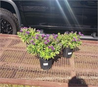 3 Perennial Purple Hardy Aster Plants