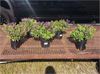 5 Perennial Purple Hardy Aster Plants