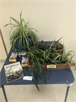 Assorted Potted Plants (Table Not Included)