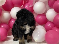 Mini Aussiedoodle Online Puppy Sale
