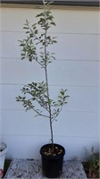 Fall Plant Auction - fruit trees & more   closing 9-28-21