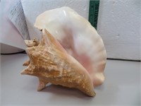 Large Vintage Sea Shell (some chips) 10&1/2"x10"