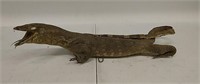 Taxidermy Iguana