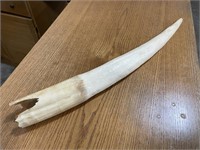 Extremely rare tusk
