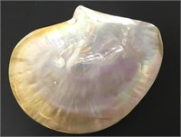 7" Mother Of Pearl Shell