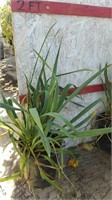 Adams Needle Yucca