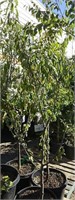 Italian Prune Plum 6'