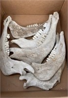 Box of Animal Jaws