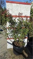 Bellini Raspberry Lagerstromia