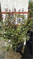 Bellini Raspberry Lagerstromia